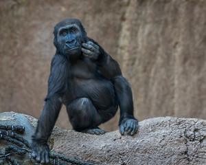 Naklejka premium Posing