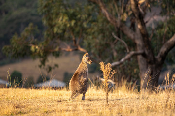 Beautiful wildlife shot of a kangaroo or wallaby standing and eating grass shortly before sunset. Photo taken in Wolgan Valley, part of the Blue Mountains, near Sydney, Australia.