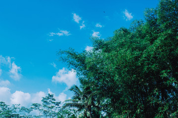 Obraz premium Bamboo branch in bamboo forest, beautiful green nature background. Space for your text.