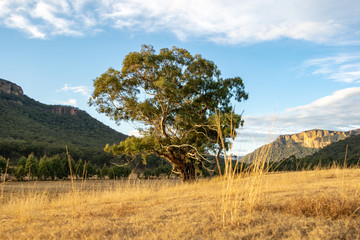 Obraz premium Sunset view of a large tree & grass illuminated by the sun, located in Wolgan Valley along the Wolgan River in the Lithgow Region of New South Wales, Australia. Part of the Blue Mountains near Sydney.