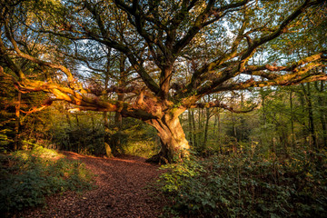 Tree in sunset