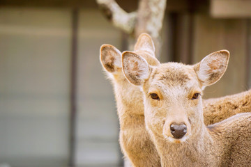Closeup two doe young deer in Nara park area, Nara prefecture, Japan.