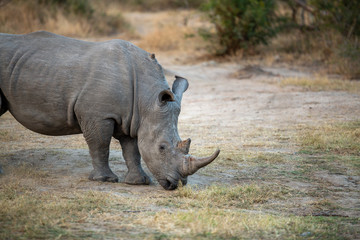 Obraz premium Young Rhino bull marching around a local watering hole trailing a female and an older bull.