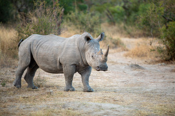 Young Rhino bull marching around a local watering hole trailing a female and an older bull.