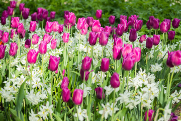 Colorful purple tulips and white narcissus in garden close up