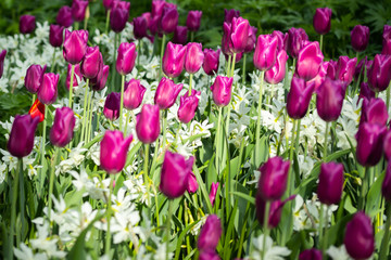 Fototapeta premium Colorful purple tulips and white narcissus in garden close up