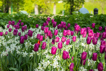 Colorful purple tulips and white narcissus in garden close up