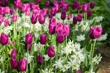 Fototapeta premium Colorful purple tulips and white narcissus in garden close up