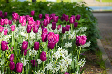 Obraz na płótnie Canvas Colorful purple tulips and white narcissus in garden close up