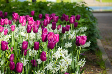 Obraz premium Colorful purple tulips and white narcissus in garden close up