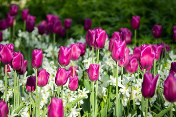 Colorful purple tulips and white narcissus in garden close up