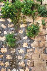 ivy on the wall