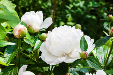 Obraz na płótnie Canvas Close-up of white peony on green garden background