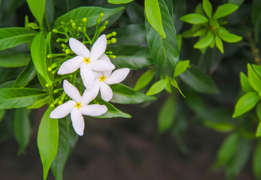 White sampaguita jasmine flower blooming with bud inflorescence and green leaves top view in nature garden background