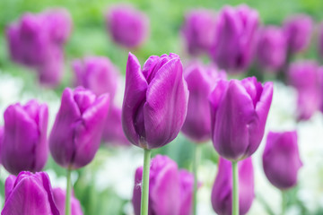 Colorful purple tulips and white narcissus in garden close up