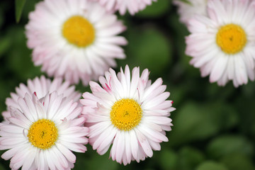 Fototapeta premium beautiful daisies on green grass field