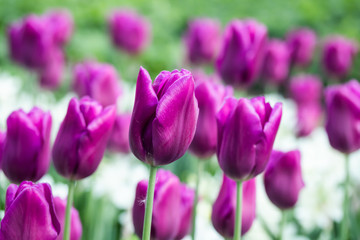 Colorful purple tulips and white narcissus in garden close up