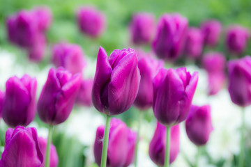 Fototapeta premium Colorful purple tulips and white narcissus in garden close up