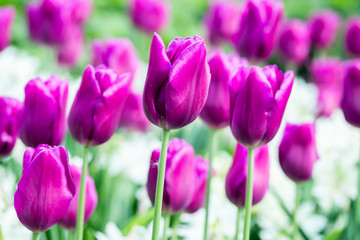 Colorful purple tulips and white narcissus in garden close up