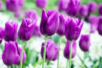 Colorful purple tulips and white narcissus in garden close up