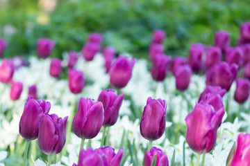 Colorful purple tulips and white narcissus in garden close up