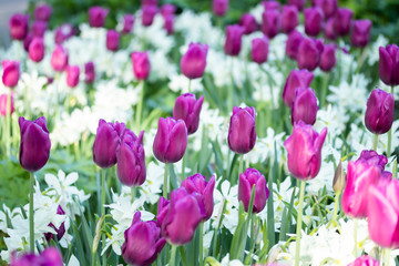 Colorful purple tulips and white narcissus in garden close up
