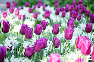 Colorful purple tulips and white narcissus in garden close up