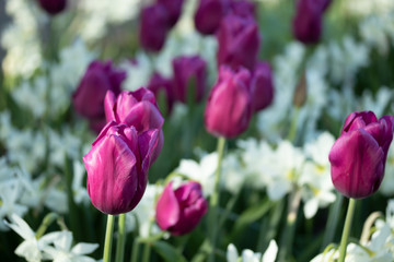 Colorful purple tulips and white narcissus in garden close up