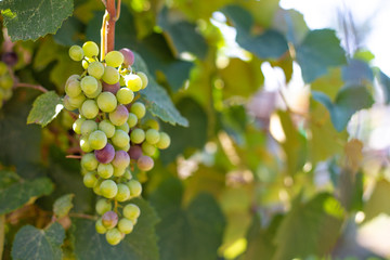 green Mature Isabella grapes on a branch, on a blurred background of green foliage