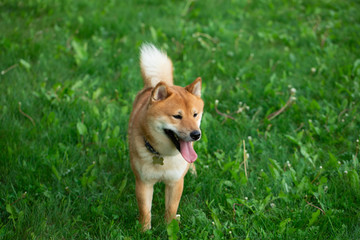 Naklejka na ściany i meble Japanese red dog Shiba Inu playing in nature with toy.
