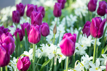 Obraz premium Colorful purple tulips and white narcissus in garden close up