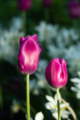 Fototapeta na wymiar Colorful purple tulips and white narcissus in garden close up