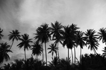 silhouette of Palm trees on the beach in Costa Rica