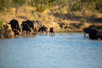 Buffalo herd drinking at a local watering hole.