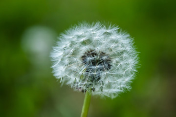 White fluffy dandelion flower on a blurred background.