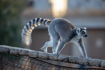 ワオキツネザル / Ring-tailed lemur