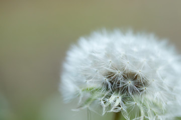 White fluffy dandelion flower on a blurred background.