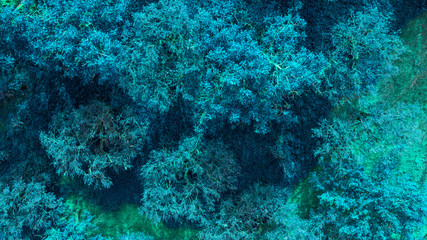 Detail of a group of plants and marine algae in the Tyrrhenian Sea. The water is clean and blue and there are no fish.