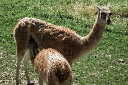 lama in the zoo, animal life, guanaco