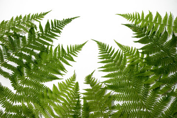 Fototapeta na wymiar Green fern leaves background