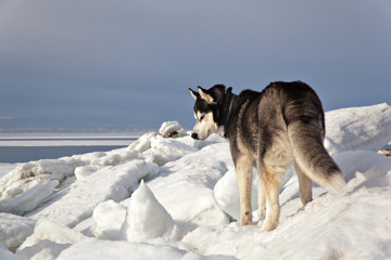 Dog breed Siberian Husky on the shore of the frozen sea in the hummocks on a clear sunny day