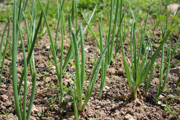 Onion bed growing on black ground garden bed in my organic home garden