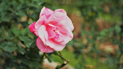 Pink Rose
