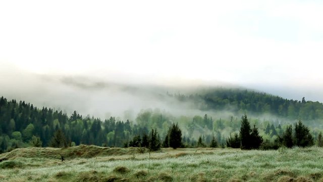a landscape of the foggy morning forest at carpathian mountains, national park Skolivski beskidy, Lviv region of Western Ukraine