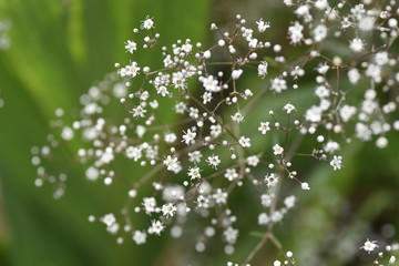 Gypsophila has many small white flowers on delicate green branches,creating a clean and gentle...