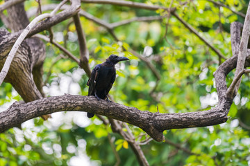 Black crow on tree branches