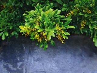 High Angle View of Plant with Bunch of Tiny Yellow Flowers with Selective Focus