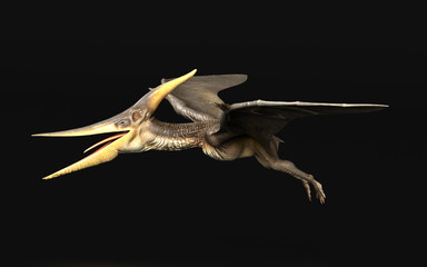 Pteranodon Longiceps Dinosaur flying black background side view 3d render