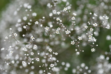 Gypsophila has many small white flowers on delicate green branches,creating a clean and gentle atmosphers.