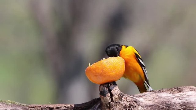 Male Northern Baltimore Oriole (Icterus galbula) eating an orange on a sunny spring day.